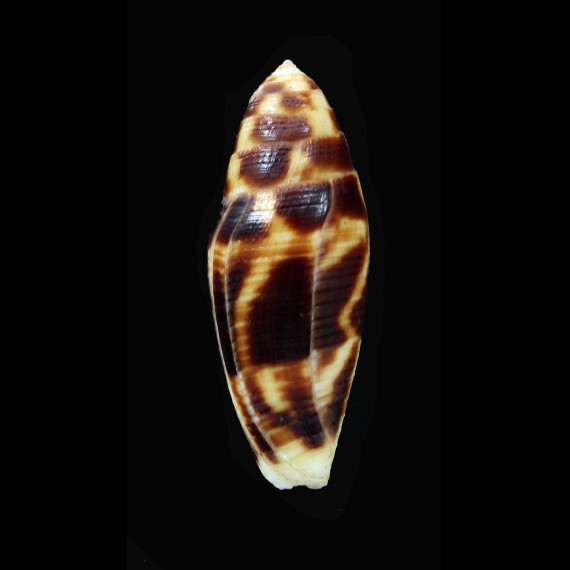 mitratus 41,3mm DARK