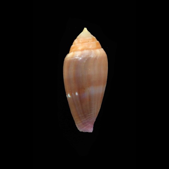 nucleus 26,2mm