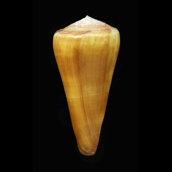 alconnelli 61,5mm