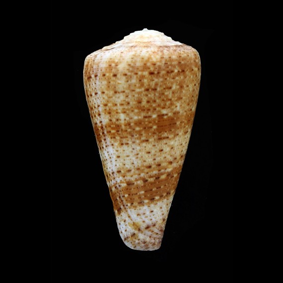 queketti 49,4mm SUPERB