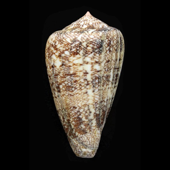 abbas 77,3mm