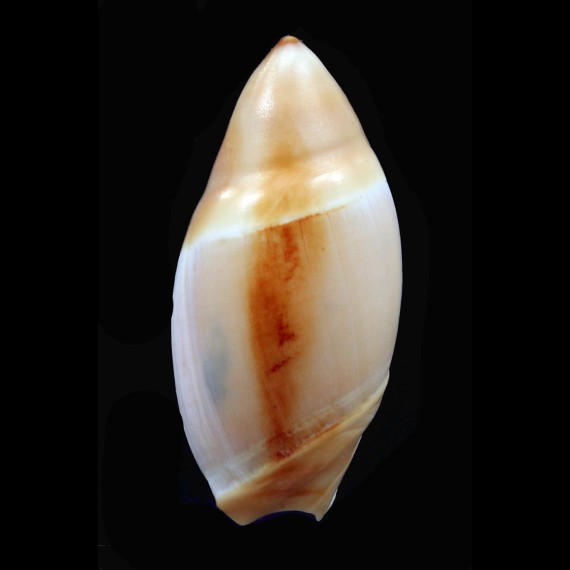 mucronata 34,3mm