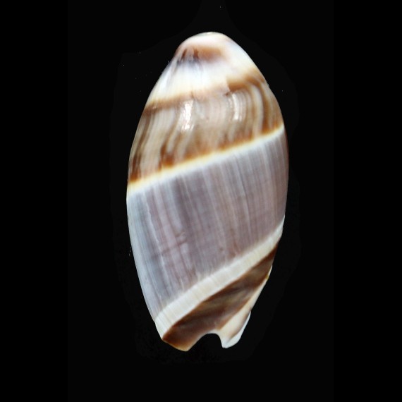 obtusa 39,5mm