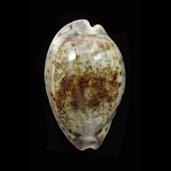 zonaria 35,9mm