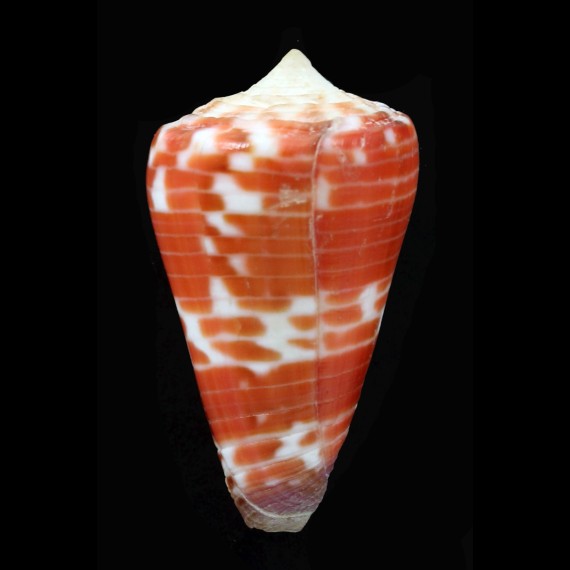 tessulatus 44,8mm