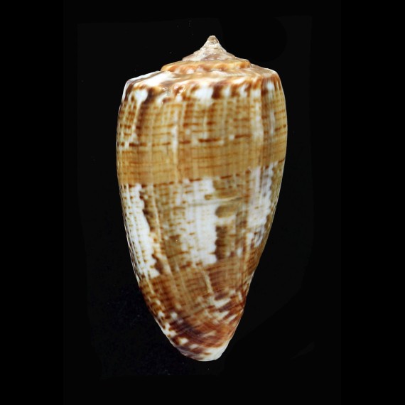 cuvieri 40,7mm