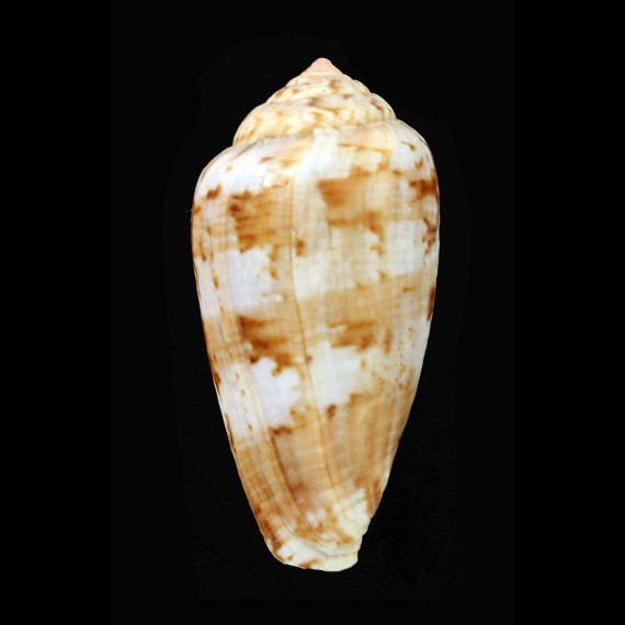 tinianus 61,1mm BIG