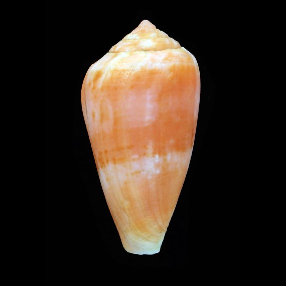 tinianus aurora 52,0mm