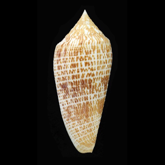 armadillo 74,0mm