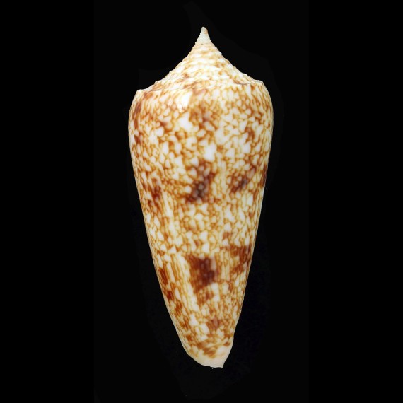 neptunus 64,2mm
