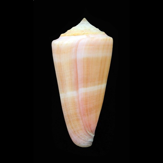 furvus 58,0mm