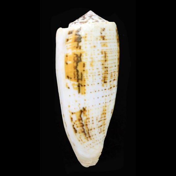 magus fulvobullatus 92,8mm GIANT
