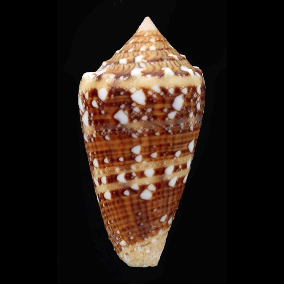 ammiralis pseudocedonulli 39,0mm