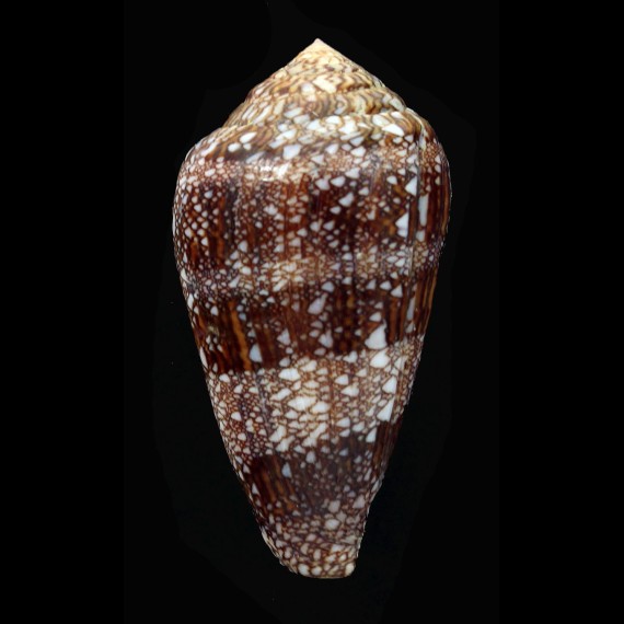 dalli 67,0mm BIG