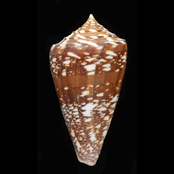 amadis 94,5mm SUPERB