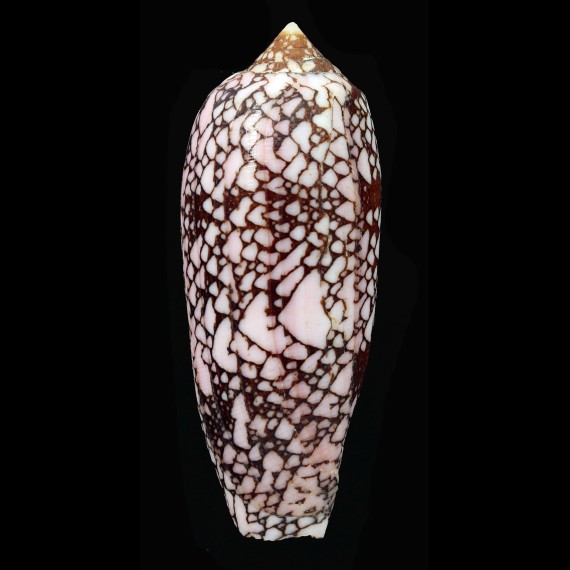 aulicus gracianus 92,3mm