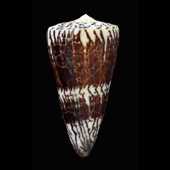generalis 90,3mm GIANT
