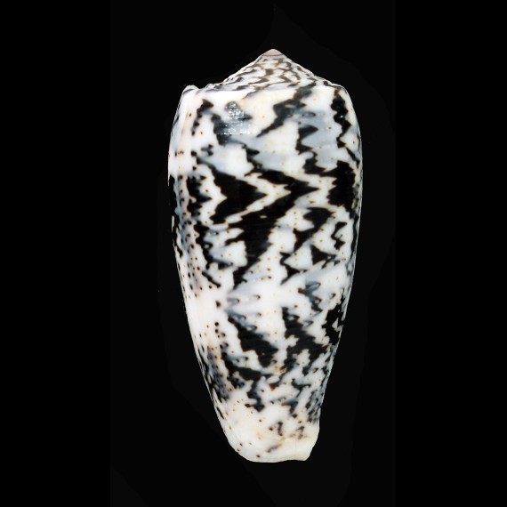 magus 60,5mm