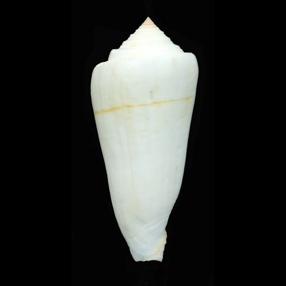 consors 98,6mm BIG
