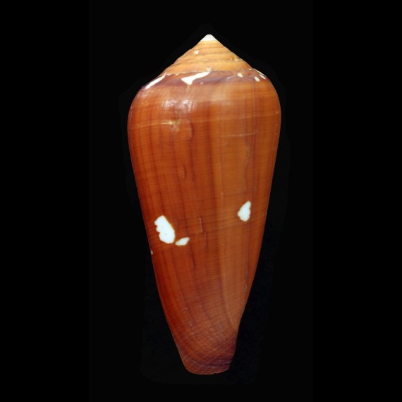 crocatus 72,5mm SUPERB