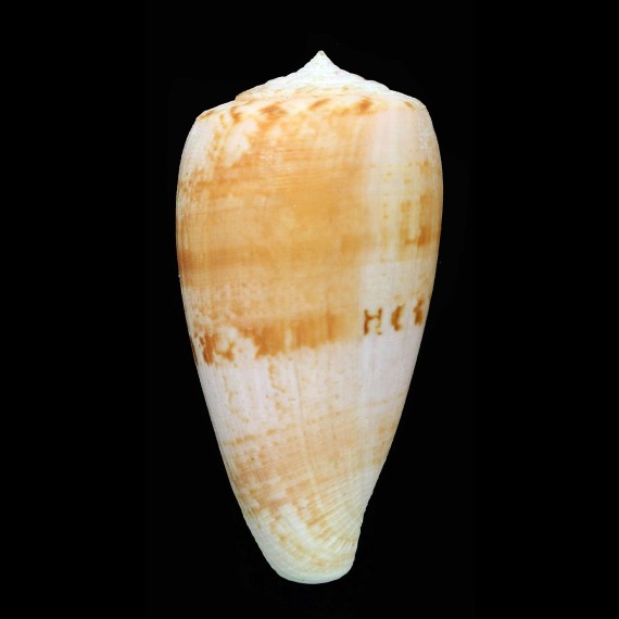 anemone peronianus 87,1mm