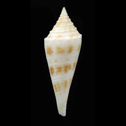 coriollisi 34,0mm RARITY