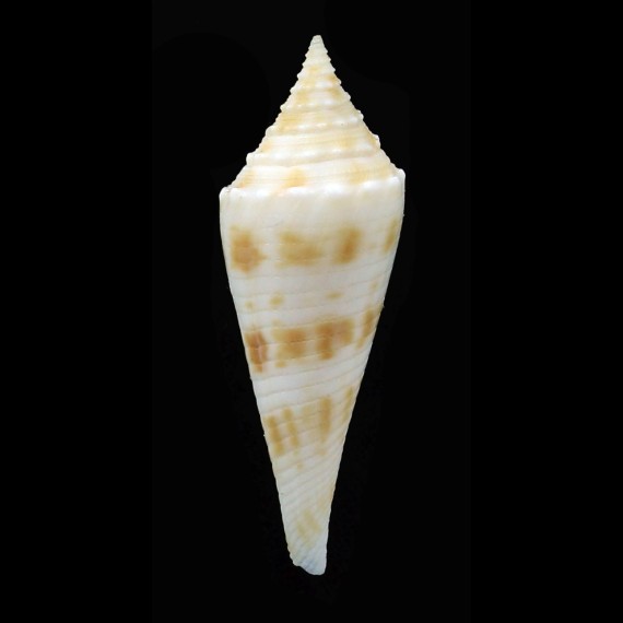 coriollisi 34,0mm RARITY