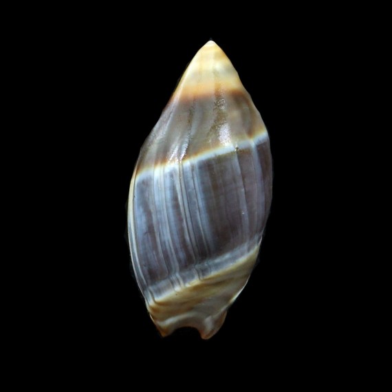 australis 27,5mm