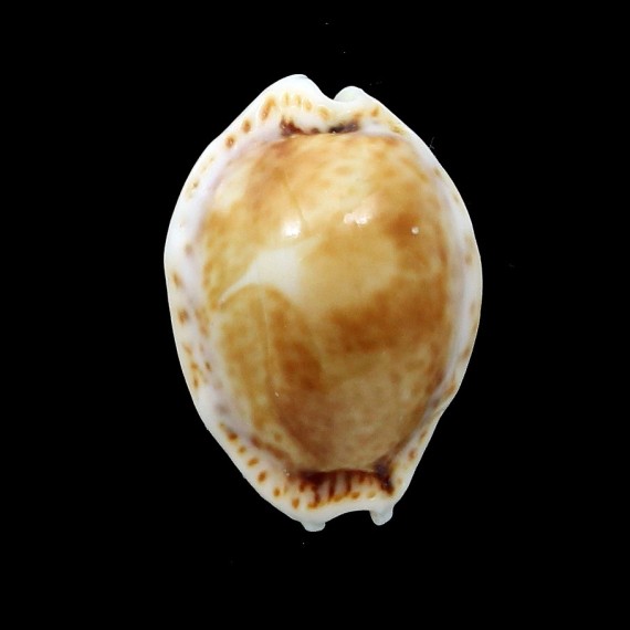 spurca acicularis 20,0mm