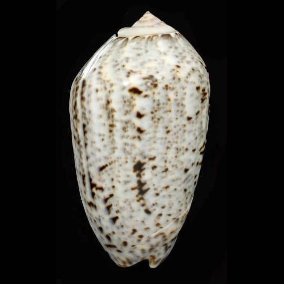 incrassata 78,4mm