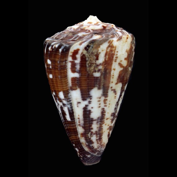 regius 68,6mm BIG