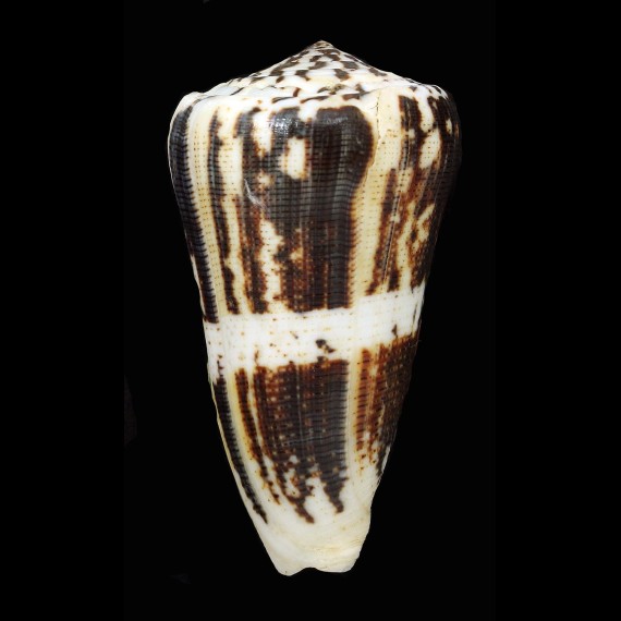 magus circae 78,2mm BIG