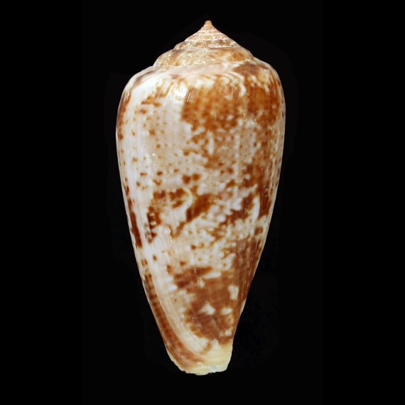 tinianus 59,6mm