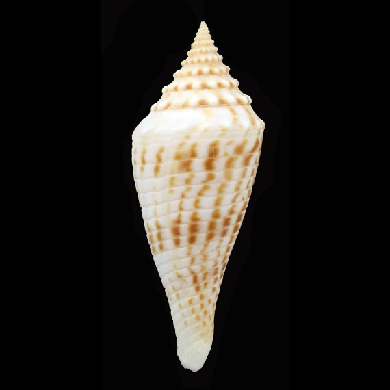 elokismenos 54,1mm