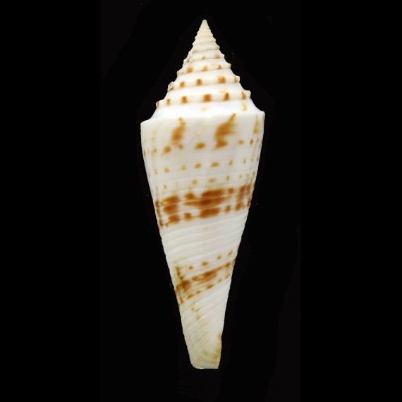 ichinoseana 67,7mm