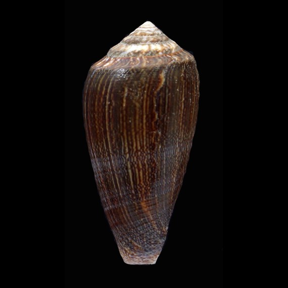 victoriae 43,4mm