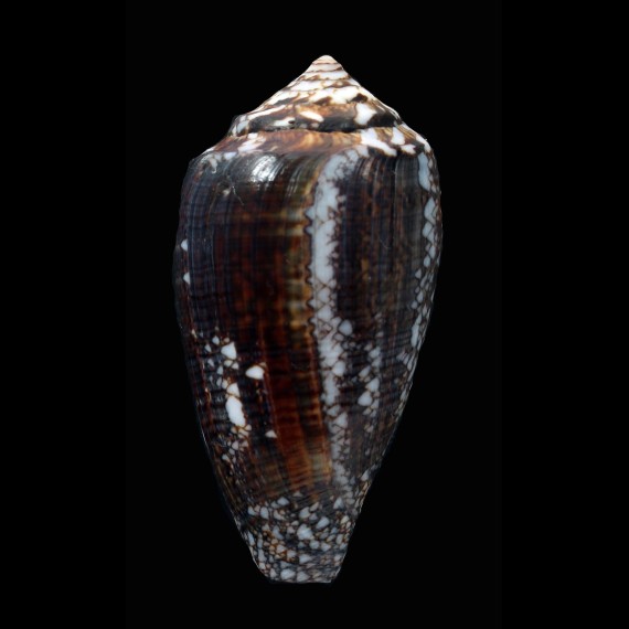 victoriae 57,7mm SUPERB