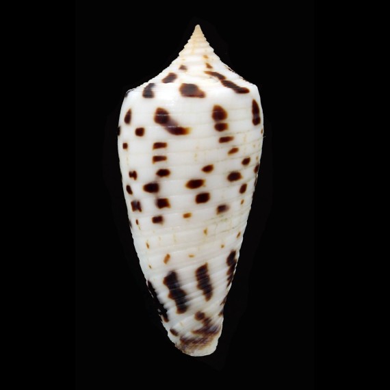 zapatoensis 40,8mm