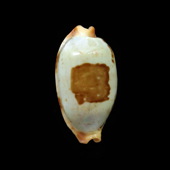 stolida salaryensis 29,2mm