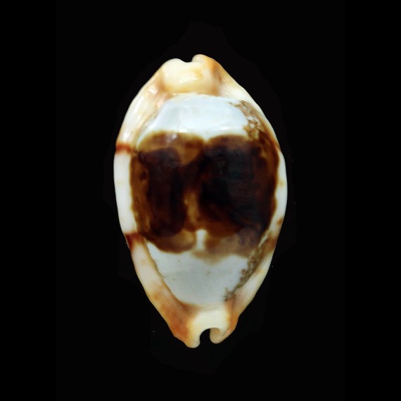 stolida crossei 33,7mm