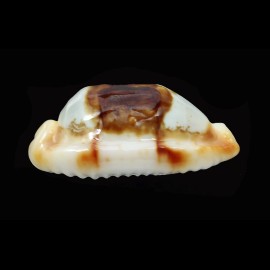 stolida crossei 33,7mm
