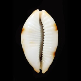 stolida crossei 33,7mm