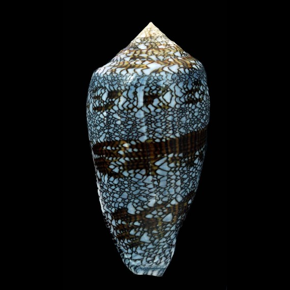 textile euetrios 71,2mm SUPERB