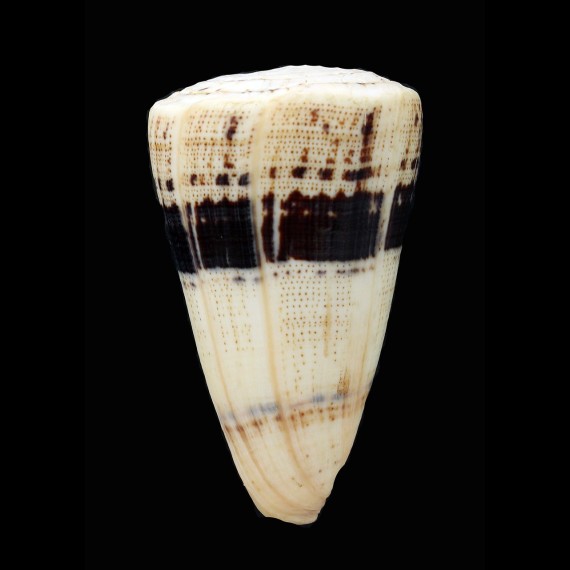 augur 73,4mm BIG