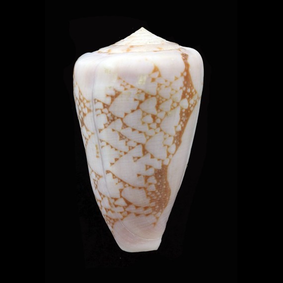 pennaceus bazarutensis 53,7mm