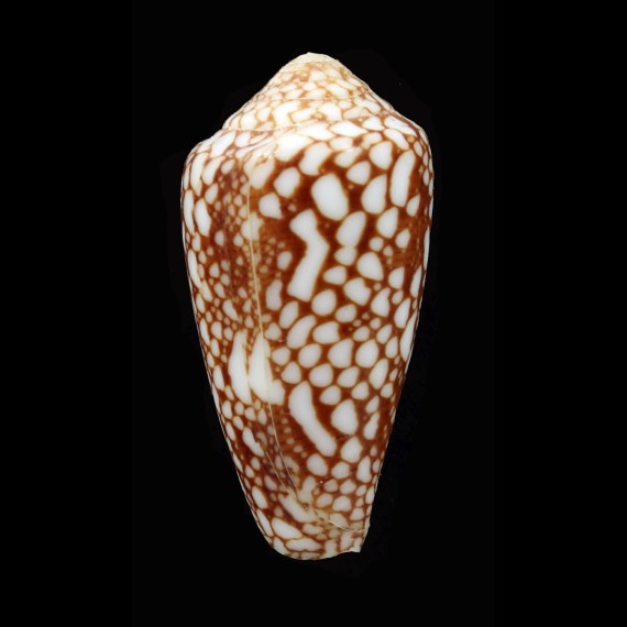 pennaceus rubiginosus 36,6mm