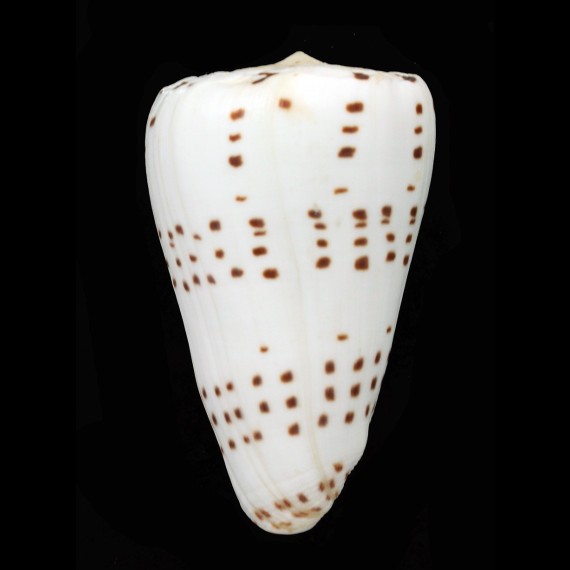 eburneus crassus 78,2mm