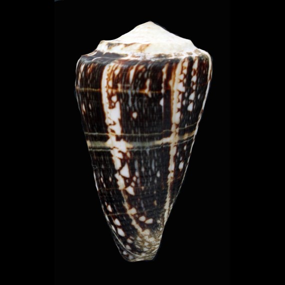 marmoreus crosseanus lineata 60,8mm