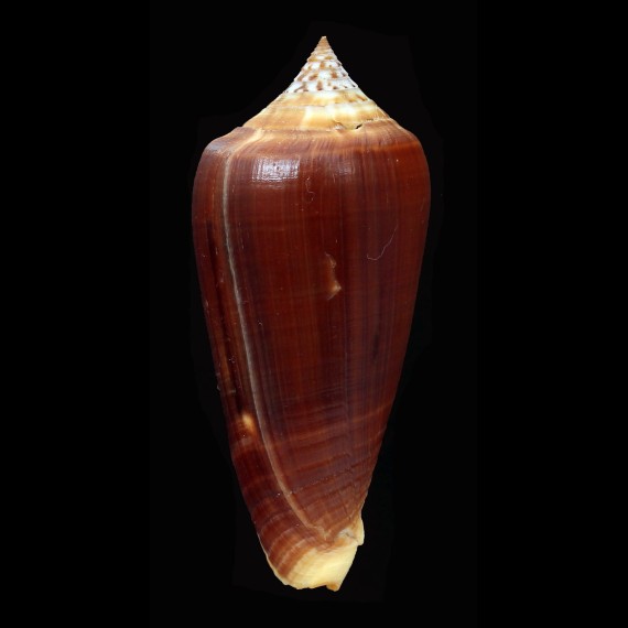 ochroleucus pilkeyi 65,3mm