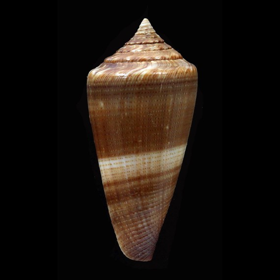 furvus neobuxeus 48,5mm